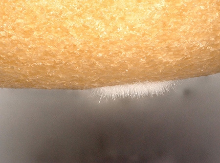 Observation d’une moisissure sur un donut au microscope numérique 4K Série VHX